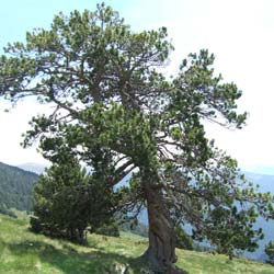 Pinheiro das montanhas